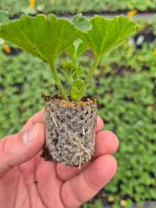 Bloque de sustrato de plántulas de musgo de turba para cortar tabaco y plantas ornamentales propagación de frutas bayas plantas jóvenes - Product Image 4