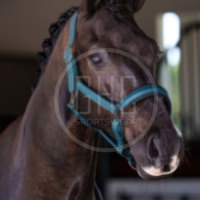 Meilleur prix disponible, bride de cheval en cuir de haute qualité, logo personnalisé OEM, confortable, légère, pour l'équitation, nouveauté