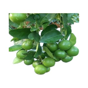 Trang trại quốc tế rautimpex-Chanh xanh tươi được thu hoạch ở độ chín cao nhất từ ghaziabad với thời hạn sử dụng 12 tháng - Product Image 2