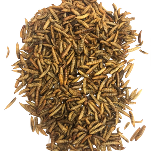 Exportation en vrac de vers de farine vivants de haute qualité Vietnam/Katty - Product Image 1