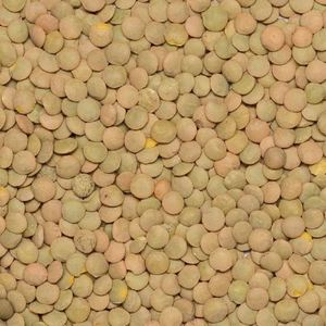 Nouvelle récolte de lentilles vertes séchées en vrac 25 kg à vendre - Product Image 1