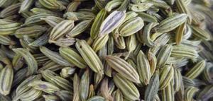 Invernaderos agrícolas grandes de PVC Hierba esencial Foeniculum Vulgare para la salud del suelo y el crecimiento de las plantas - Product Image 3