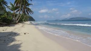 Competitive Prices on Beech Long <b>Logs</b> for Durable and Solid Furniture Pieces Available in Bulk - Product Image 6