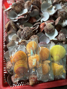 Conchas de Vieira Naturales Versátiles para Instalaciones Artísticas Creativas y Exhibiciones Educativas de Biología Marina para Clientes Globales - Product Image 5