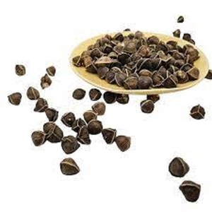 Graines de Moringa Sauvage, Approvisionnement Direct, Origine Afrique - Product Image 4