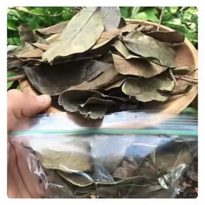 EXPORTACIÓN SUPERIOR HOJAS DE GRAVIOLA/HOJAS DE URENSA SECAS/HOJA DE NATRAL ANNONA MURICATA EL MEJOR INGREDIENTE PARA EL TÉ DE ASIA EXPORTACIÓN CALIENTE 2024 - Product Image 5