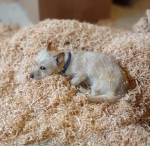 Fourniture en gros de sciures et de copeaux de bois naturels de qualité supérieure pour le confort des animaux - Product Image 6