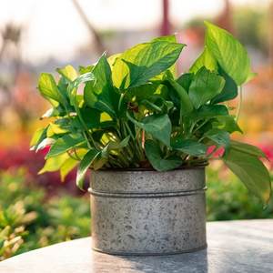 Pots de fleurs et jardinière en métal galvanisé de forme ronde pour la décoration de l'entrée et du jardin de la maison Jardinières faites à la main - Product Image 2