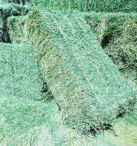 Premium Alfalfa <b>Hay</b> Animal Feed High Protein 18% Sun-Dried Bales Wholesale Export Cattle Pig Dog Chicken 40kg PP <b>Bags</b> 2 Year - Product Image 4