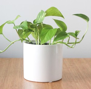 Maceta Moderna de Cerámica con Diseño Moteado, Duradera, para Plantas Suculentas de Interior, Elegante Adorno Decorativo para el Hogar - Product Image 3