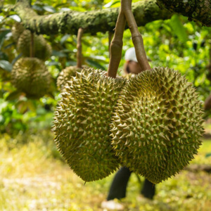 DULCE SABOR CREMOSO-VIETNAM CONGELADO DURIAN GRANEL EXPORTACIÓN - Product Image 1