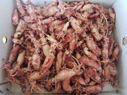 El mejor calamar bebé crudo de grado premium 2025 sin sal y secado naturalmente en Vietnam a un precio asequible - Product Image 2