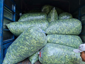 Hoja de lima premium de Vietnam para la producción de condimentos y servicio de alimentos disponible a precio competitivo para pedidos de exportación a granel - Product Image 4