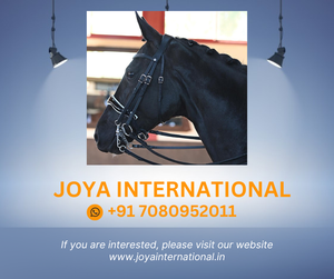 Équipement de cheval en cuir bride Origine dressage anatomique double bride saisonnière - Product Image 2