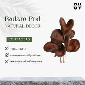 Flor Seca Cósmica Popular de Primera Calidad, Clásica y Elegante, Vaina de Badam Orgánica y Ecológica para Decoración Romántica de Bodas, Hogar y Eventos - Product Image 2