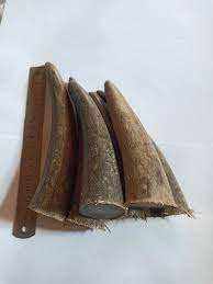 Puntas de Cuerno de Búfalo Natural de Alta Calidad, Pulimentadas, Ecológicas, Hechas a Mano, Modernas, Tamaño Personalizado, Color Natural, Precio al por Mayor - Product Image 3