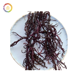 Fuente caribeña de musgo marino irlandés seco de alta calidad disponible a granel para exportación con el mejor precio para negocios de batidos y jugos - Product Image 4