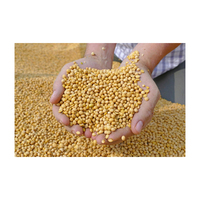 Soja jaune biologique de première qualité, séché par lyophilisation, riche en protéines, 13 % d'humidité, origine BG, 10 kg en vrac, durée de conservation de 24 mois