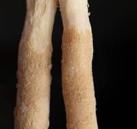 BioCrest Bâton de dent en bois à base de plantes Blanchiment organique Force des gencives Hygiène dentaire écologique Nettoyage buccal naturel Miswak