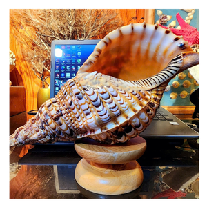 Trompeta Seashell: Concha natural de la reina de Vietnam, ideal para una decoración elegante del hogar y piezas de exhibición fáciles de usar - Product Image 5
