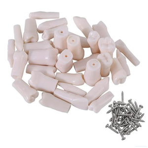 Juego de Instrumentos Quirúrgicos Dentales Typodont Teeth, 32 Piezas, Color Blanco Hueso - Product Image 1