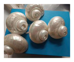 Conchas marinas finamente seleccionadas con detalles intrincados, perfectas para arte único con temática costera y artesanías hechas a mano - Product Image 1