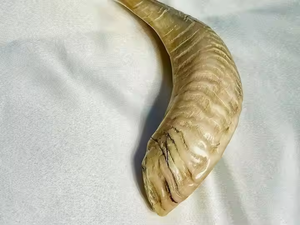 La mejor calidad hecha a mano moderna pulida Shofar Kosher Ram Horn con tamaño personalizado para Rosh Hashanah y Yom Kippur por Crescent Crafts - Product Image 3