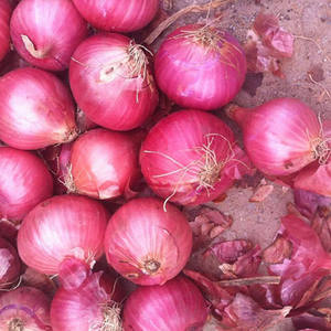 Fresh <b>Red</b> Onion for Sale Bulk Orders Available High-Quality Produce for Export Retail and Cooking Use - Product Image 2