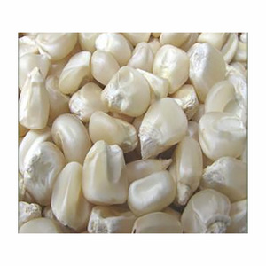 Maíz Blanco Seco a Granel para Agricultura, Granos de Maíz Secos, Precio Competitivo, Brasil, Glutinoso 100% - Product Image 6