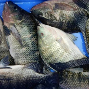 Chuyên nghiệp lớp đông lạnh cá rô phi cá 350g-550g cá sống cá rô phi đen gutted thu nhỏ sản phẩm hải sản với giá cả cạnh tranh - Product Image 5