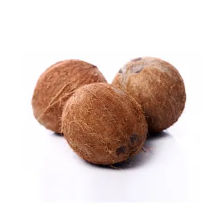 Noix de coco/Semi-coquillage, noix de coco fraîche et mûrie (semi-coquillage) du delta du Mekong, vente en gros, noix de coco fraîche et Mature