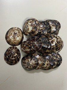 เปลือกหอยทากธรรมชาติเปลือกหอยขัดเงา/เปลือกหอยใหญ่6-8ซม. สำหรับงานฝีมือและของตกแต่ง - Product Image 2