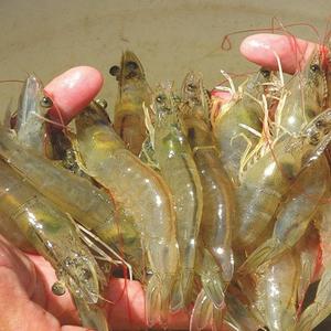 Camarones Vannamei congelados a granel para proveedores internacionales de mariscos disponibles para la venta - Product Image 2