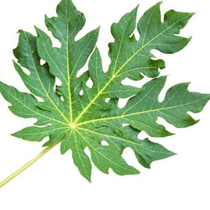 ใบมะละกอแห้งธรรมชาติบริสุทธิ์ - Product Image 4