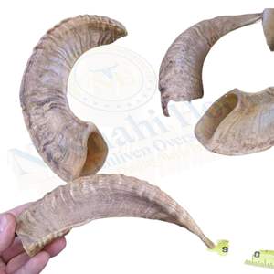 Corne de Noshahi Aliven's Produit d'outre-mer religieux de style animal en corne de bélier naturelle polie - Product Image 4