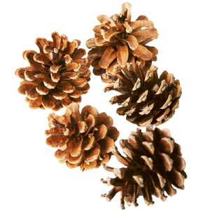 <b>Pinecone</b> Natural in Wholesales Price <b>Pinecone</b> Christmas Decoration for Room and Party Decoration - Product Image 2