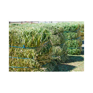 Heno de alfalfa de alta calidad disponible a granel para alimentación de ganado y comercio de exportación - Product Image 6