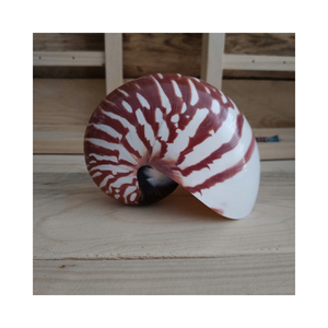 Coquilles naturelles de qualité supérieure pour la revente, prix de gros - Product Image 1