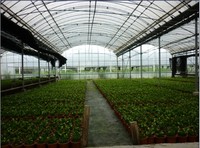 Serre à film multi-travées agricole Système de refroidissement hydroponique complet Nft Système de chauffage