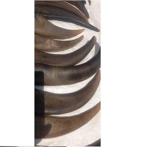 Haute qualité sculpté Animal Buffalo R corne pointe écologique couleur naturelle taille personnalisée pour l'art et la collection - Product Image 2