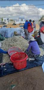 Mousse de mer séchée du Vietnam pour la fabrication de gel d'exportation - Product Image 6