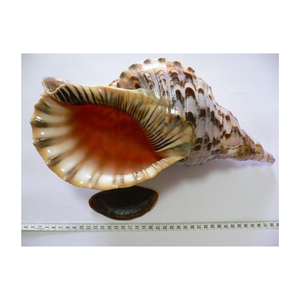 Conchas Marinas Tritón Grandes al por Mayor, Concha de Trompeta para Venta, Conchas Marinas Coleccionables, Proveedor de Decoración para el Hogar a Partir de 99 GD - Product Image 3