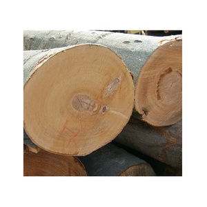 Gỗ khúc <span class=keywords><strong>Eucalyptus</strong></span> và Gỗ sồi có sẵn, chất lượng cao, giao hàng nhanh, giá tốt nhất - Product Image 3