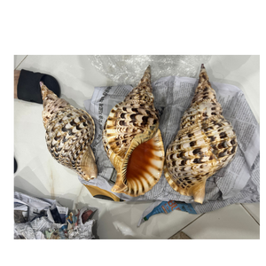 Decorative Ocean <b>Trumpet</b> Conch Shell with Spiral Shape <b>for</b> Home Ornament, Coastal Style Interior, and Souvenir <b>Sale</b> - Product Image 2