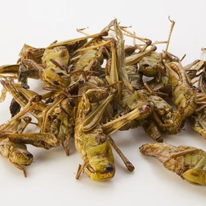 SALPICADORAS DESHIDRATADAS A GRANEL | PARA ALIMENTACIÓN DE MASCOTAS Y ALIMENTACIÓN DE ANIMALES - Product Image 4