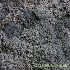 Mousse noire séchée saine récoltée durablement tradition ancienne patrimoine - Product Image 6