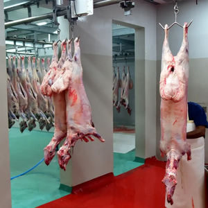Viande de mouton congelée HALAL de qualité supérieure, avec des portions de carcasses d'agneau désossées et des normes d'exportation en chaîne du froid - Product Image 2