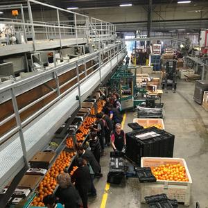 ส้มสดขายส่ง ส้มแมนดารินสดขายส่ง ส้มรสหวานอร่อยสดใหม่ ส้มบลัดออเรนจ์ขายส่ง - Product Image 5