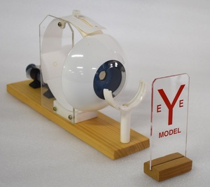 Modelo de trabajo de ojo humano Características anatómicas como las inserciones musculares Vasos sanguíneos del nervio óptico - Product Image 2