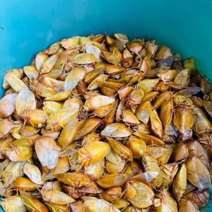 BUGS HUELO DESHIDRATADO A GRANEL | PARA ALIMENTOS AVES Y ACUICULTURA - Product Image 2